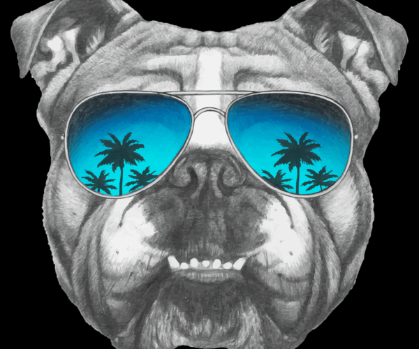 Bulldog on Vacation - Aviator Cool