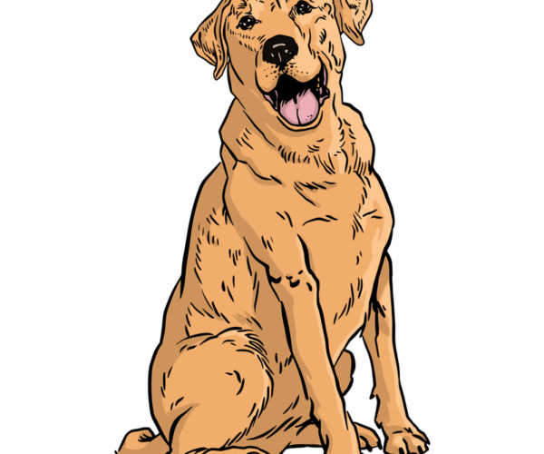 Happy Labrador - Golden Retriever Joy
