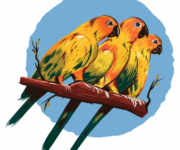 Sun Parrots - Tropical Trio