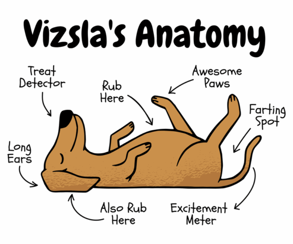 Vizsla Anatomy - A Hilarious Canine Guide