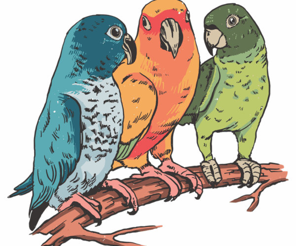 Parrot Trio - Tropical Paradise