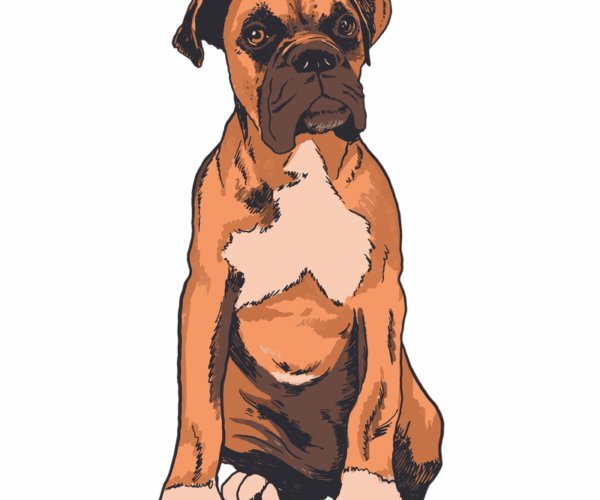 Boxer Dog - Loyal Companion