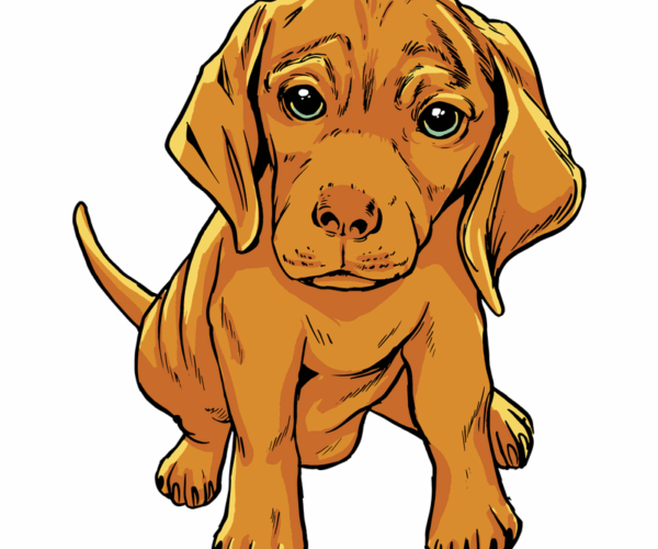 Vizsla Puppy - Heartfelt Gaze