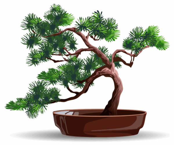Bonsai - Serene Zen Art