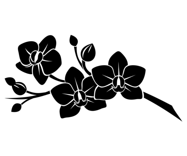 Orchid Blossom - Delicate Elegance