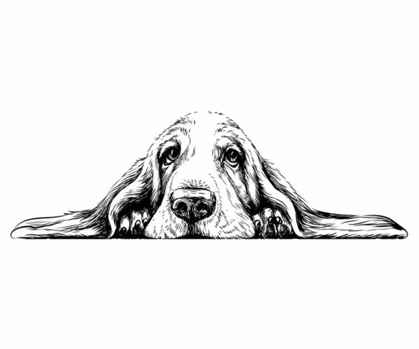 Basset Hound - Melancholy Pup