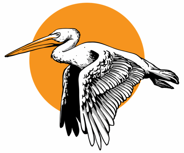 Pelican Silhouette - Sunset Flight
