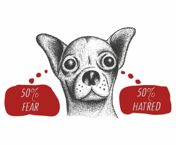 Anxious Chihuahua - Fifty-Fifty Split