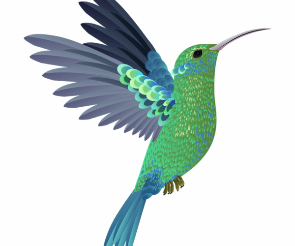Hummingbird - Vibrant Flight