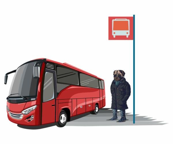 Pug Waiting - Bus Stop Ponderer