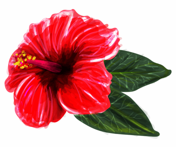 Red Hibiscus - Watercolor Impression