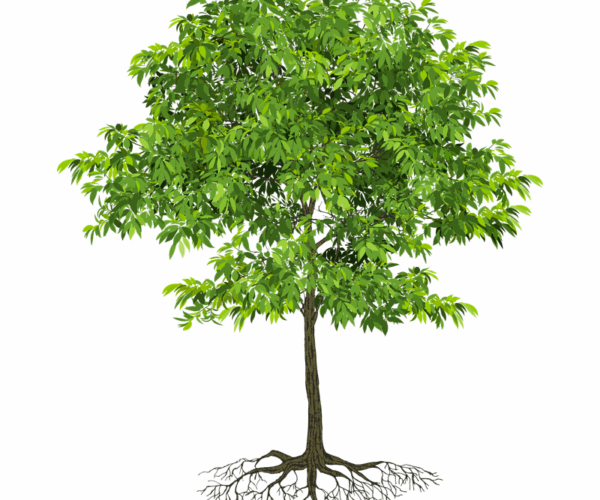 Verdant Tree - Natural Growth