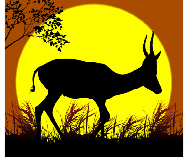 African Sunset - Antelope Silhouette